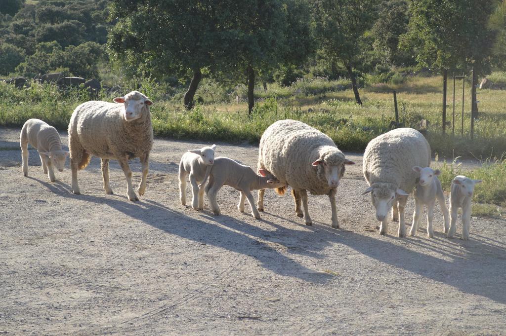 Casa Rural Las Gamitas Hotel Almoharin Zewnętrze zdjęcie